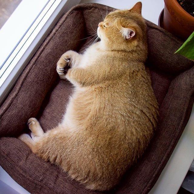 狗狗把脸抓破了:探寻背后的原因与解决之道