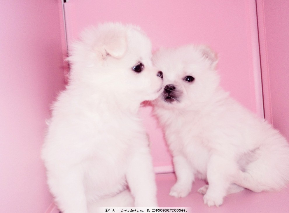 猫走路弓背发抖什么原因?揭开宠物健康的秘密