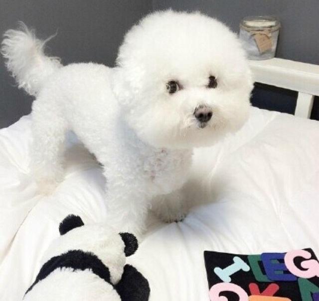 狗狗严厉训练：塑造服从与忠诚的伙伴