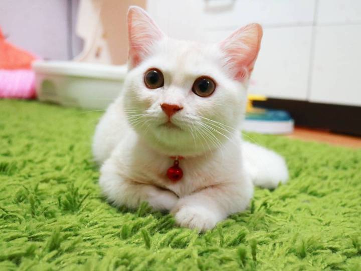 猫抓老鼠是什么原因?揭秘猫咪的这一本能行为