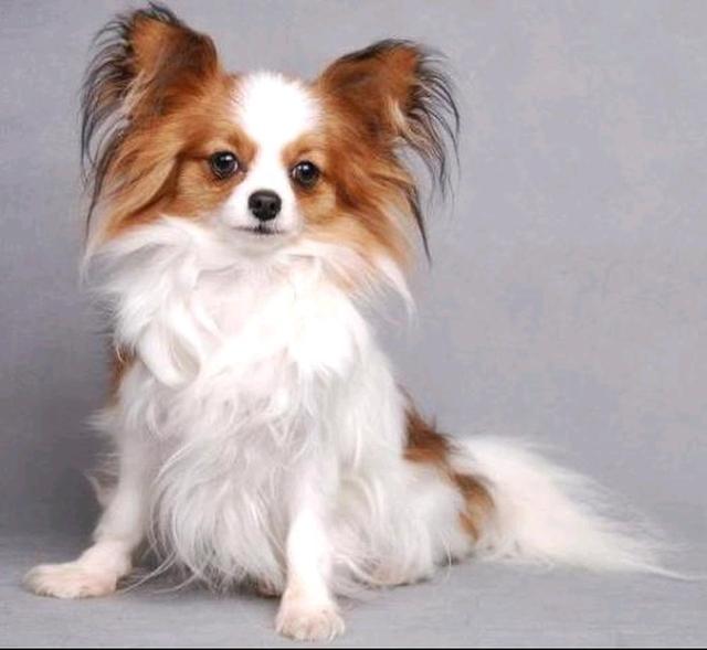 泰迪狗狗上厕所：揭秘宠物的“私密”生活