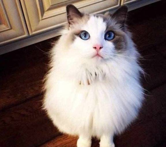 猫咪眼病怎么治疗方法:守护猫咪明亮的眼睛