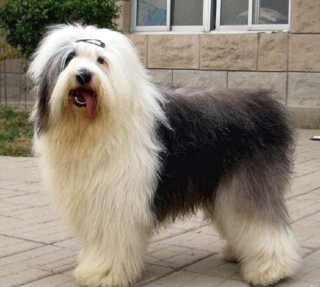 猫屁眼红肿什么原因？揭秘猫咪私密处的健康隐患