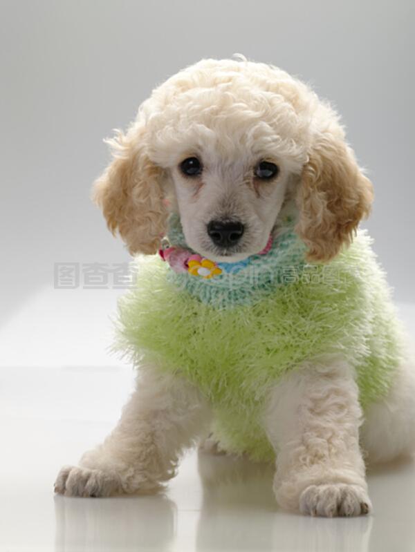 猫畸形手是什么原因:揭开宠物健康的秘密