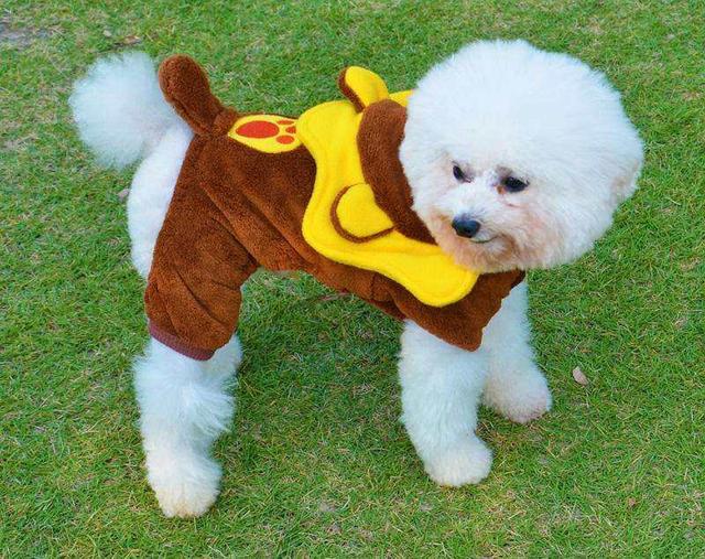 猫有点吐，什么原因呢？